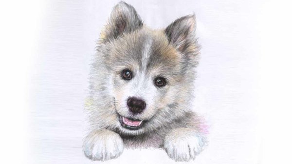 Щенок хаски рисунок