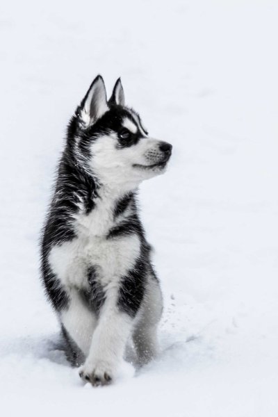 Сибирский хаски