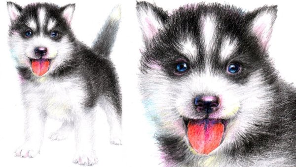 Щенок хаски рисунок для детей