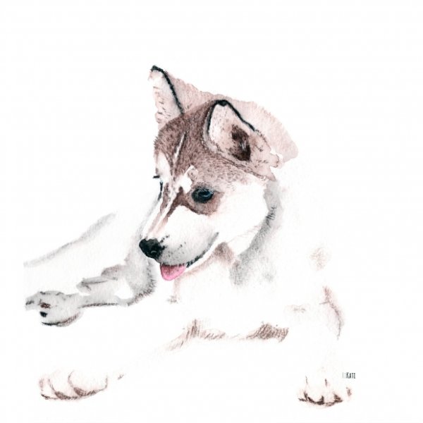 Собака лайка акварелью