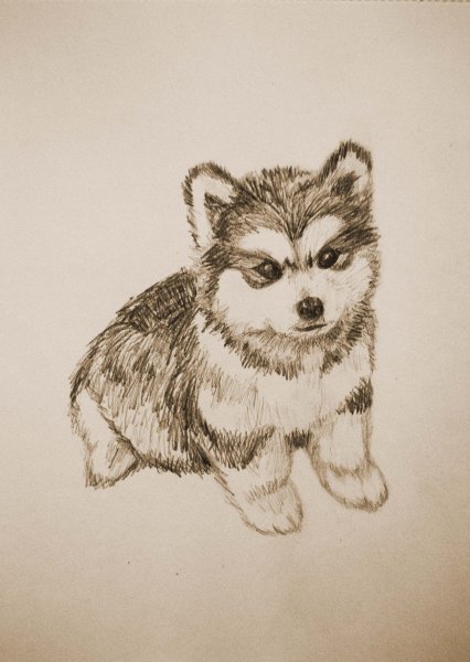 Щенок хаски для рисования