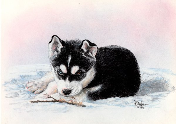 Хаски рисунок