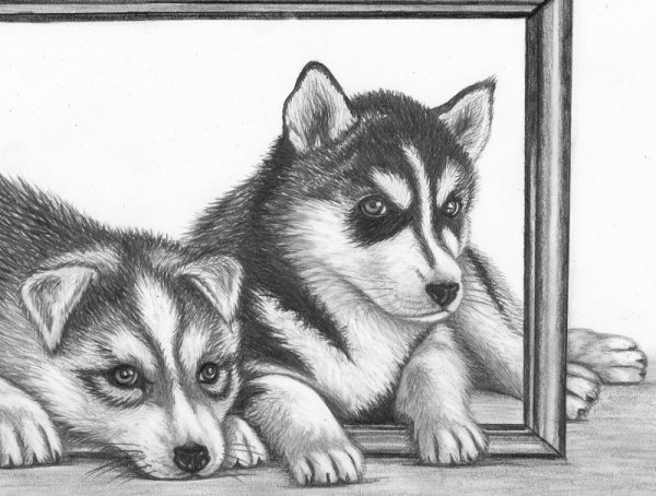 Хаски рисунок для срисовки