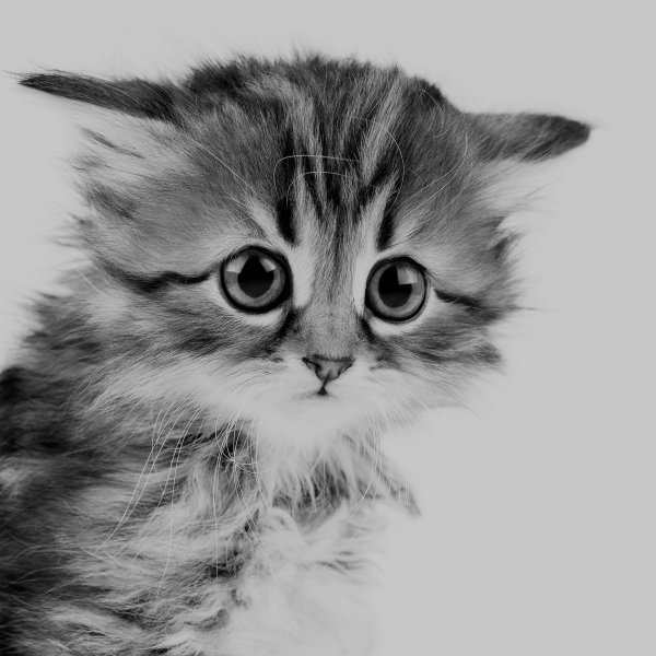 Грустный котик