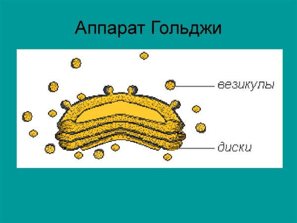 Схема строения и микрофотография аппарата Гольджи