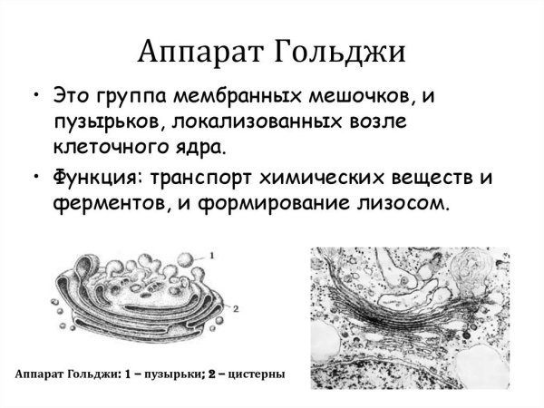 Endoplasmic reticulum