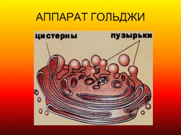 Схематическое изображение аппарата Гольджи