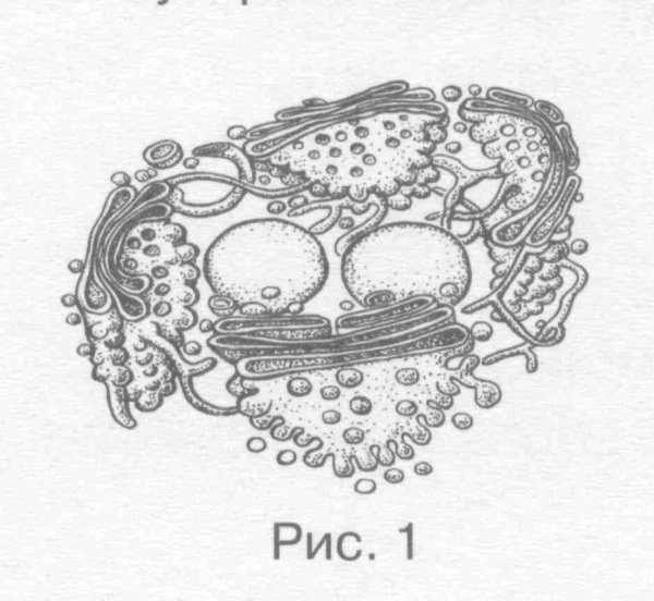 Комплекс Гольджи эукариотической клетки