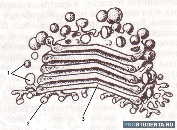 Аппарат Гольджи микрофотография