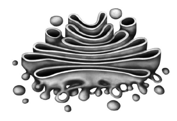 Аппарат Гольджи черно-белый