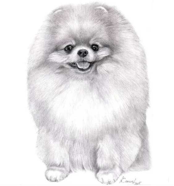 Контур померанского шпица