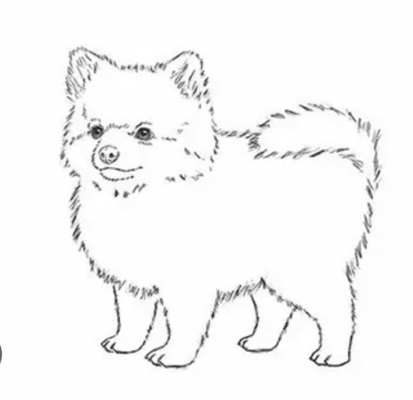 Разукрашка померанский шпиц