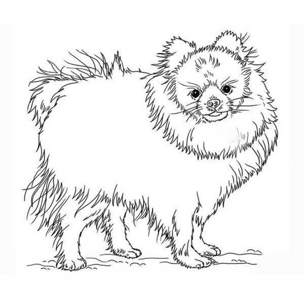 Раскраска шпица померанского щенка