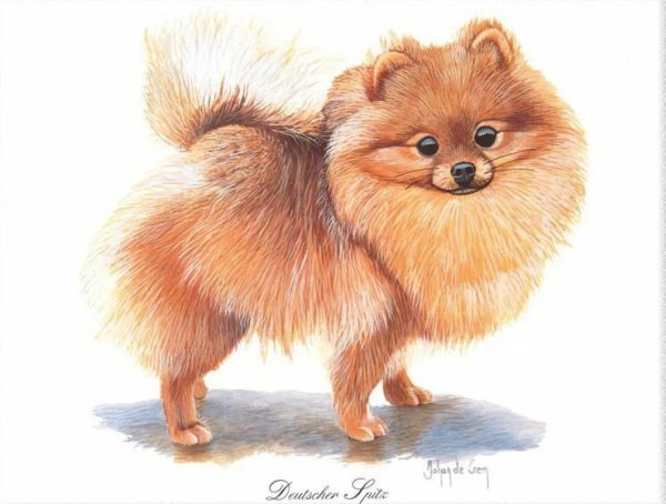 Шпиц карандашом