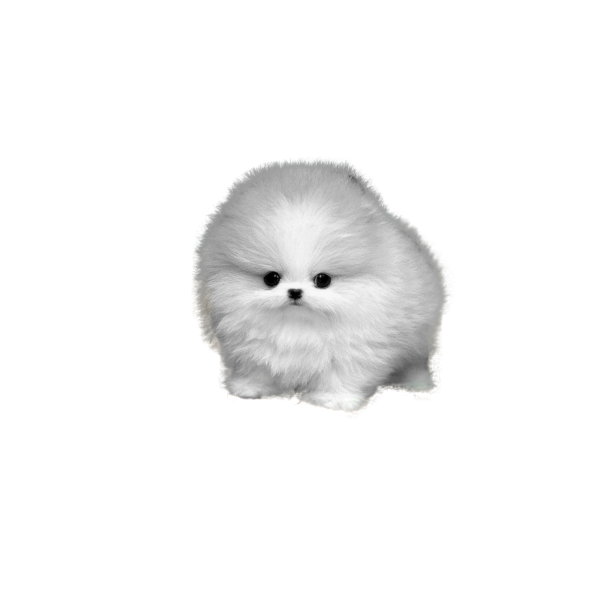 Померанский шпиц длинношерстный