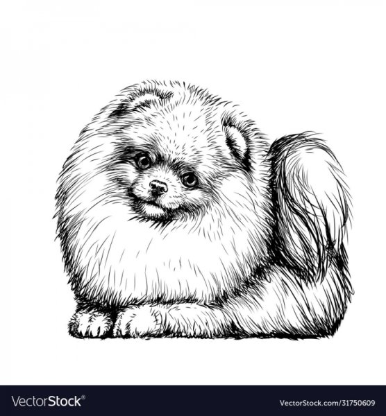 Раскраска собака померанский шпиц