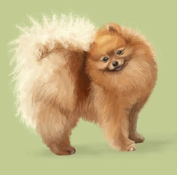 Померанский шпиц длинношерстный