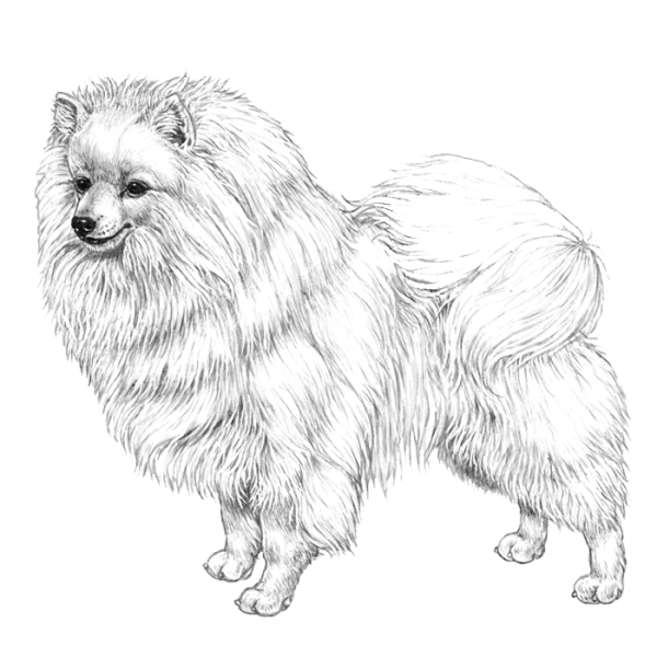 Померанский шпиц карандашом