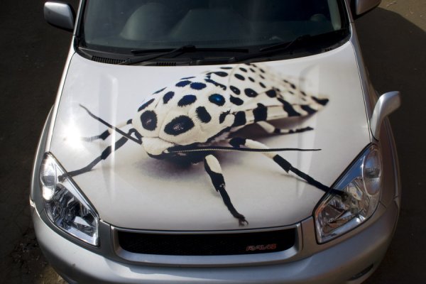 Винилография на капот авто