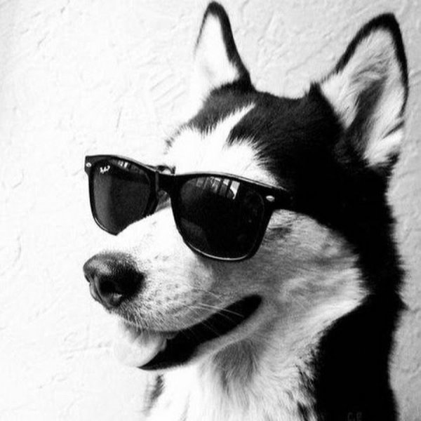 Собака хаски в очках
