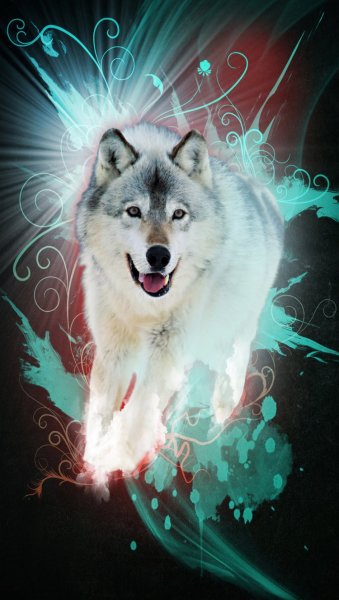 Обои на телефон волк