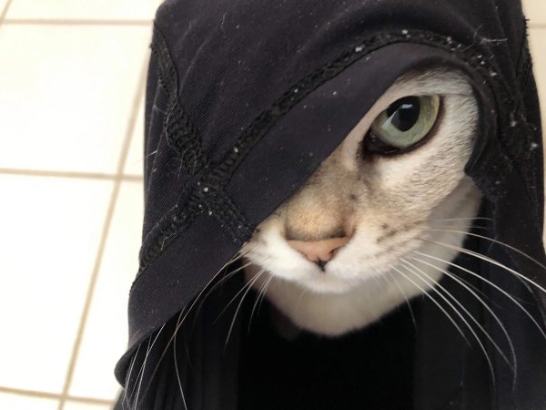 Черный кот коты Воители арт