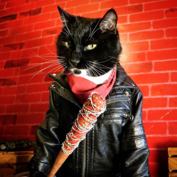 Кот в толстовке