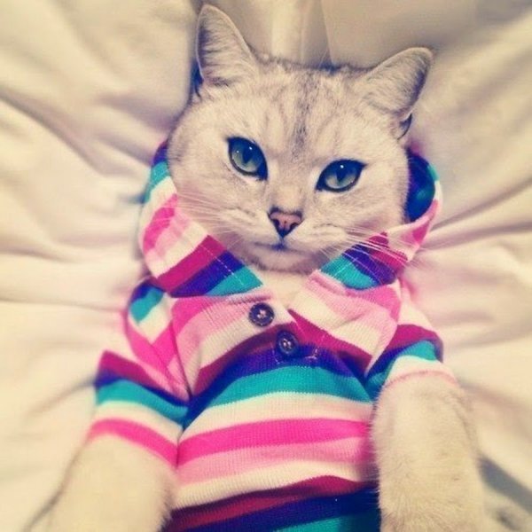 Видео Виталик кошка