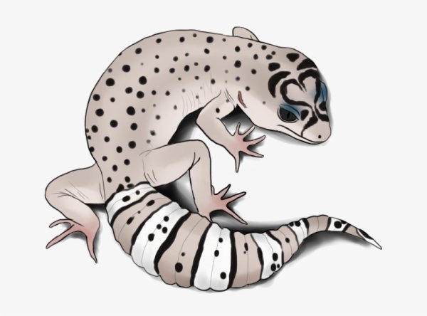 Ящерица эублефар арт