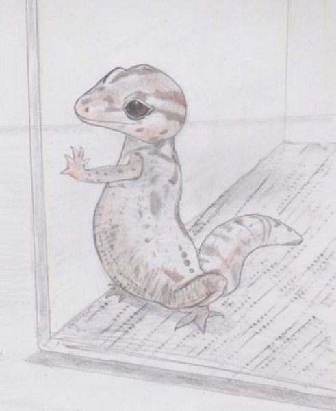 Идеи рисования карандашом гекон