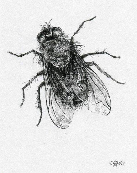 Суриков Муха