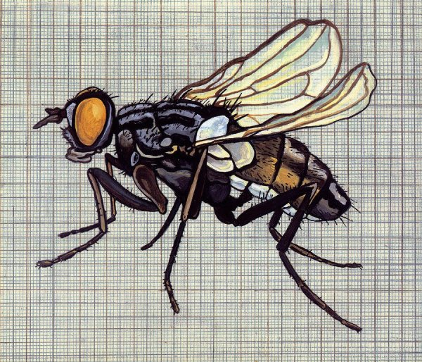 Мультяшные мухи