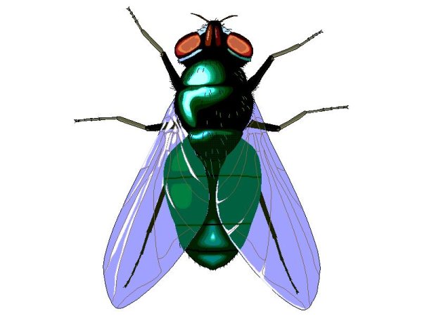 Sydney Hanson иллюстрации