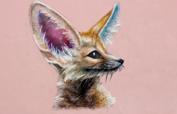 Лисенок Чиффа