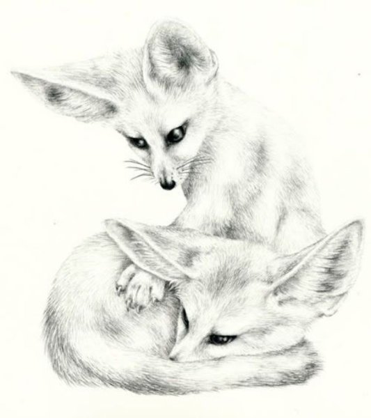 Лисичка фенек рисунок