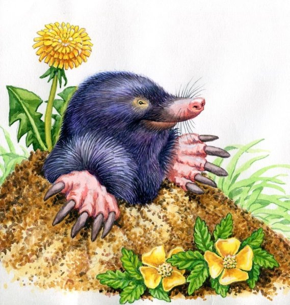 Крот иллюстрация