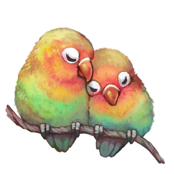 Милые попугаи