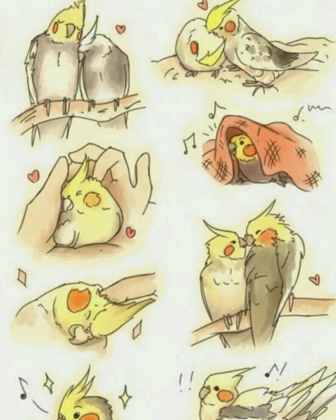 Попугай корелла Чиби