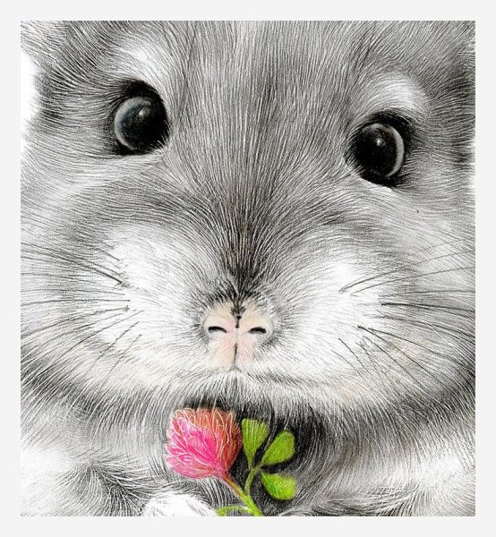 Шиншилла рисунок милый