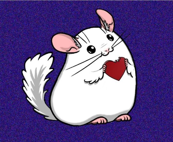 Шиншилла арт