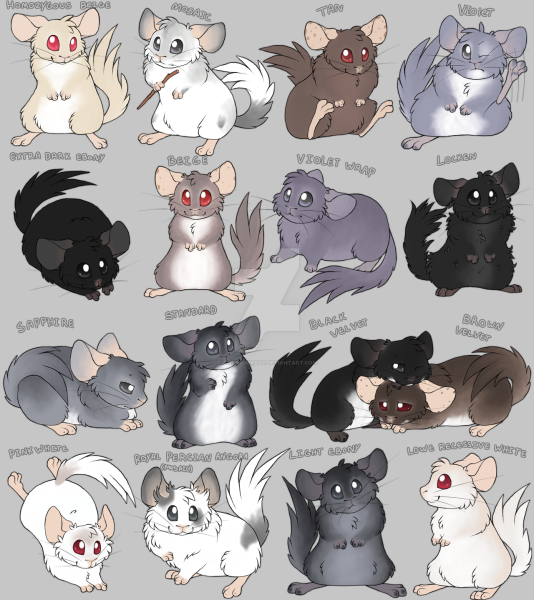 Шиншилла бобер