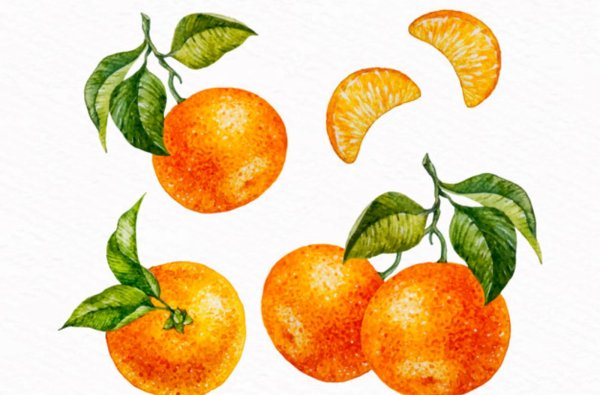 Мандарин вектор акварель