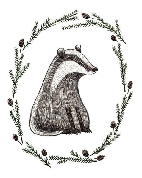 Барсук рисунок