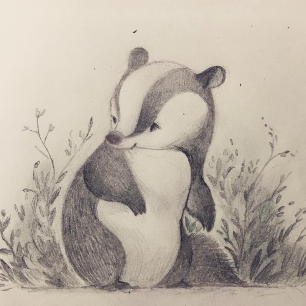 Милые Барсуки рисунки
