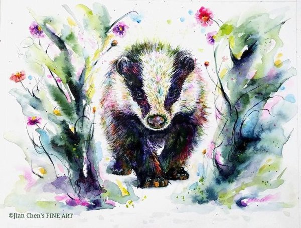 Барсук рисунок акварелью
