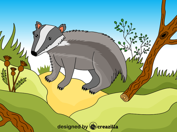 Барсук раскраска