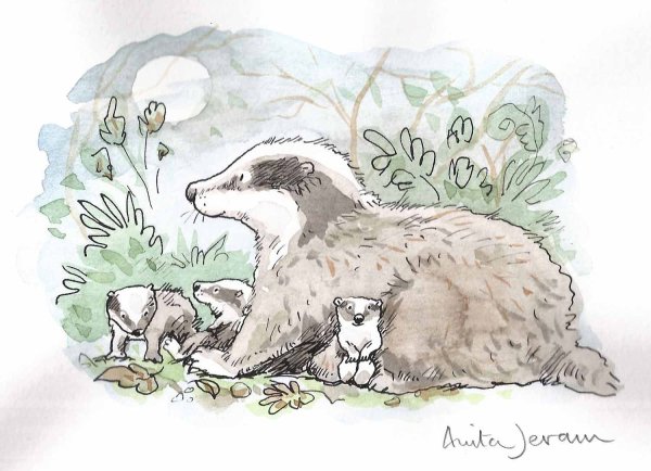 Раскраска барсук и Барсучонок