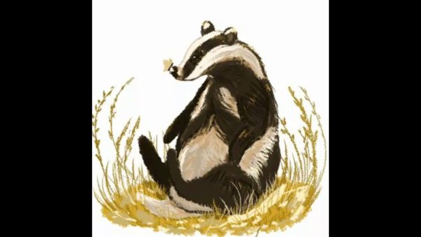 Барсук карандашом