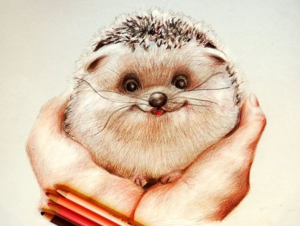 Марина Федотова ежики