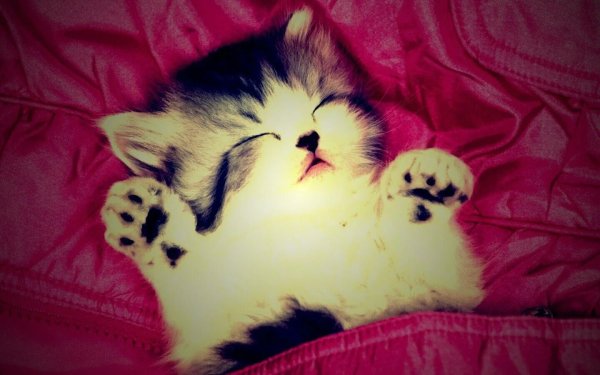 Милые мультяшные котята